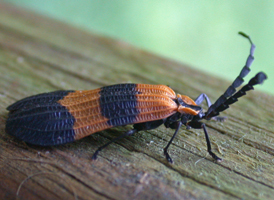 Reticulated Net-winged Beetle